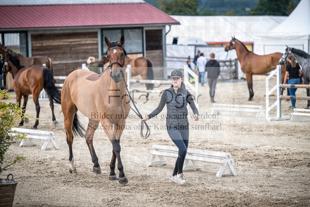 DOS_0146 | Entdecke hochwertige Reitturnierfotos von Foto Oger. Professionell, emotional und authentisch – jetzt Lieblingsmomente im Shop bestellen.Deutschlandweite Turnierfotografie. - Realisiert mit Pictrs.com