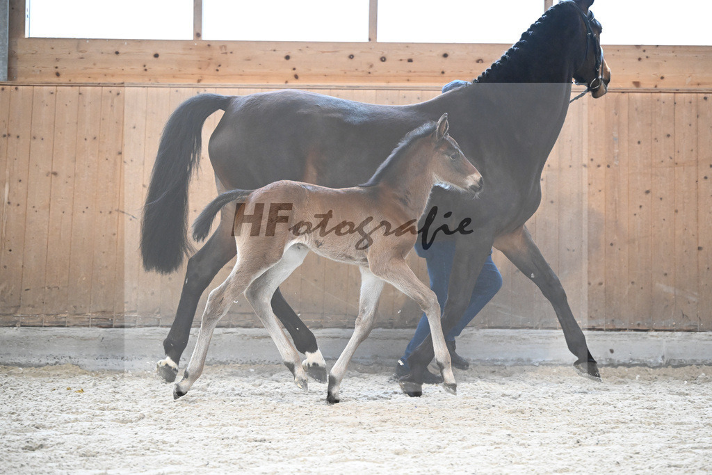 Fohlen v. Adzaro de L Abbaye B_Berger_7240554 | hf-fotografie - Realisiert mit Pictrs.com