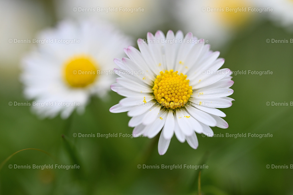 Flower 31 | Entdecken Sie Natur, Makro und Tierfotografie von Dennis Bergfeld.Besondere Momente und Details der Natur, hochwertig als Foto und Wandbild erhältlich. - Realisiert mit Pictrs.com