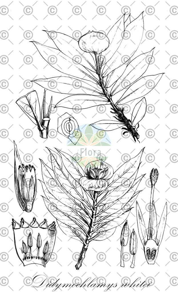 HistAbb_wfo-0000647095_1_ENZY_Simple | Historische Abbildung von Didymochlamys whitei - Rubiaceae | Historical Illustration of Didymochlamys whitei - Rubiaceae