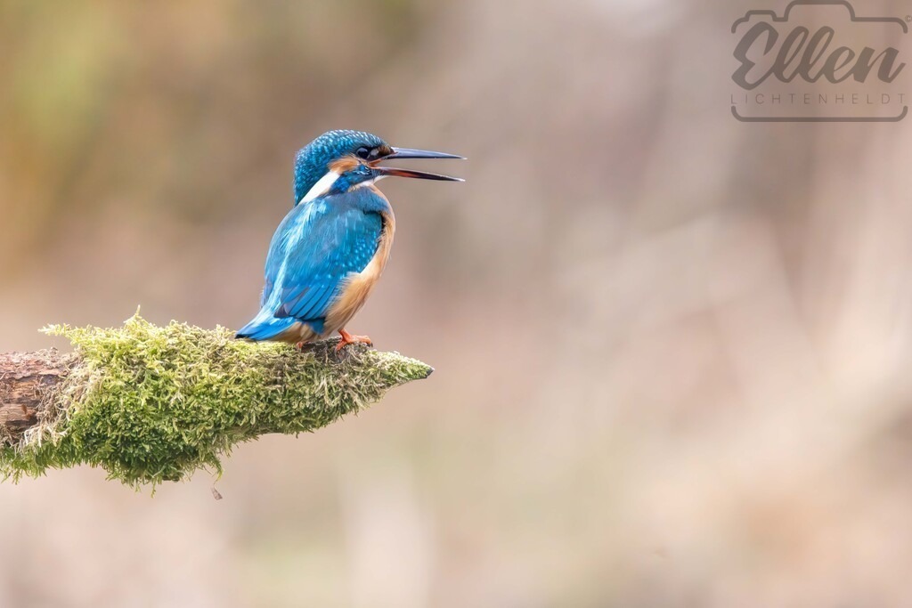 Stillness in Blue | A kingfisher rests in gentle silence, its vibrant blue plumage glowing against the soft, muted background. A delicate moment of calm in the heart of nature — fleeting, quiet, and full of grace. - Realisiert mit Pictrs.com