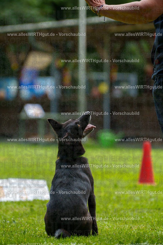 @allesWIRTHgut_Tierfotografie - www.allesWIRTHgut.de - 124525-7R509423 | Professionelle Tierfotografie in Mönchengladbach von Daniel Wirth (allesWIRTHgut). Liebevolle & natürliche Bilder von Hunden & Katzen für unvergessliche Erinnerungen.