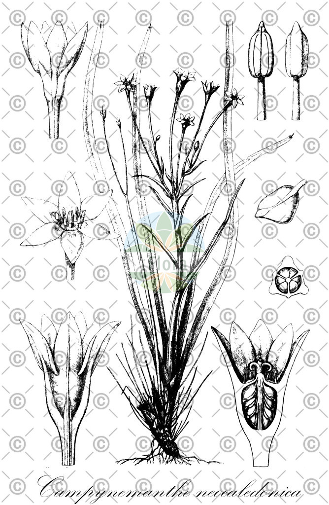 HistAbb_wfo-0001201734_1_ENZY_Simple | Historische Abbildung von Campynemanthe neocaledonica - Campynemataceae | Historical Illustration of Campynemanthe neocaledonica - Campynemataceae
