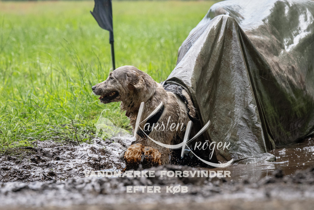 1114_ZZ92106 | kk-dogfotos