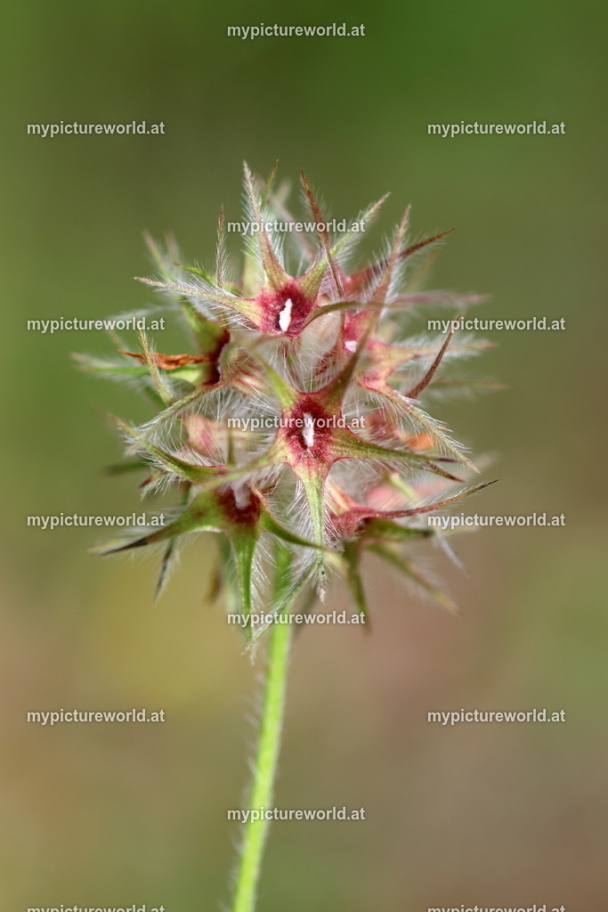 Stern-Klee-008 | Das Bilderarchiv über Tiere, Planzen und Landschaften. In der Bilddatenbank finden Sie ein große Auswahl an hochwertigen Bilder für Ihre Werbung - Realized with Pictrs.com