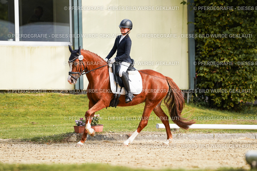 DSC05137 | Pferdegrafie