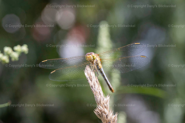 202135 | Tierfotografie, Tierkalender, Tierbilder, Insekten, Spinnen, Vögel, Schmetterling, Libellen, Leinwand, Colorkey, Qualität, Geschenkartikel, Geschenk - Realisiert mit Pictrs.com