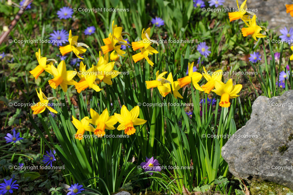 Frühling_ Blumen_ Frühlingsboten_ 28.03.2022-5 | 28.03.2022, Linz, AUT, Fruehling, Blumen, Fruehlingsboten, im Bild Narzissen