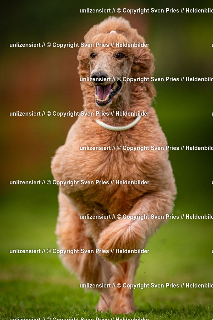 Sven Pries | 2024-09-22 - Hunderennen Baden-BadenPudelverein - Realisiert mit Pictrs.com