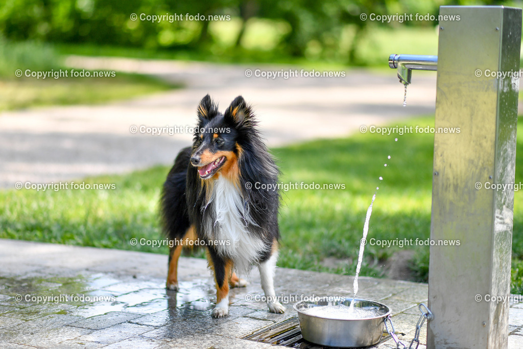 Hund_ Freilaufzone_ 21.05.2022-28 | 03.03.2022, Linz, AUT, Hund, Hunde, Themenbild, im Bild Hund, Hunde, spazieren, Freilaufzone, Spazierweg, Arrigo und Luigi