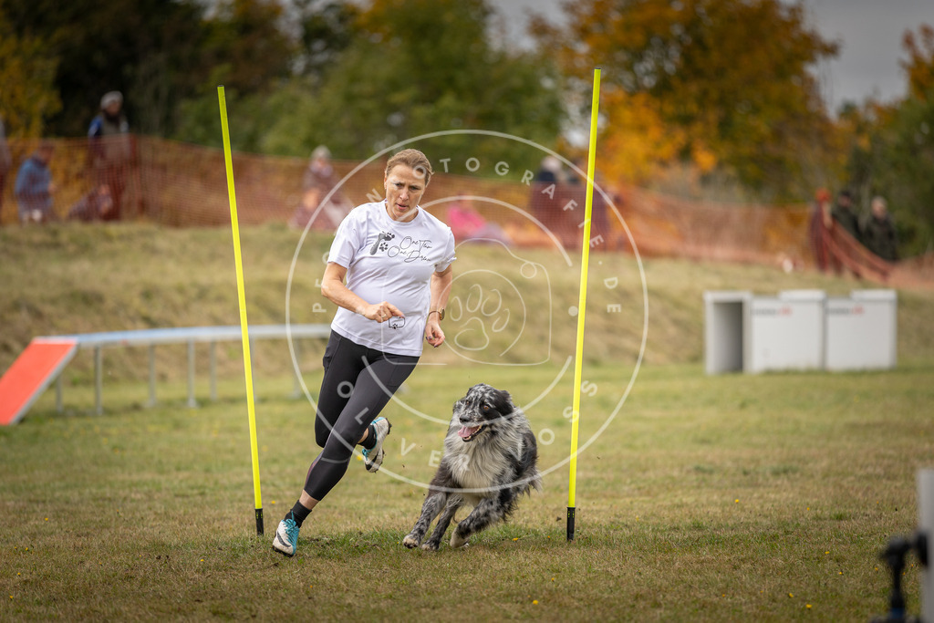 Pfotenfotografie_DV3A5996 | Hundefotografie, Tierfotograf, Pfotenfotografie, Fotoshooting Hund, Hunde Portrait, Hundesport, Hundeportraits, Heideshooting, Hunde, Sportfotograf, Hundefotograf, Turnierhundsport, THS,  - Realisiert mit Pictrs.com