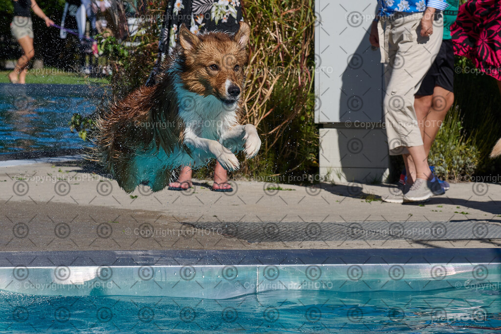 237_202509_4Hundebadetag_NZ9_2927 | proPHOTO - Realisiert mit Pictrs.com