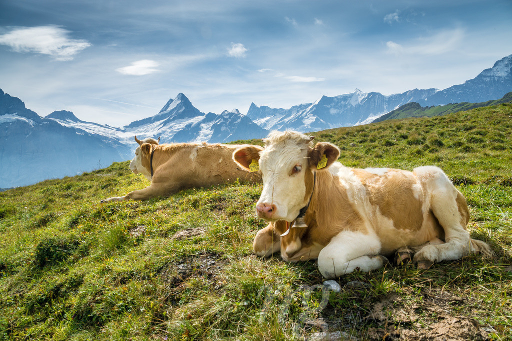 Simmentaler Kühe vor Schweizer Alpen mit Schreckhorn | Die ideale Geschenkidee für Naturliebhaber. Naturbilder von Marcel Gross Photography für ihr Zuhause in den verschiedensten Formaten und Materialien. - Realisiert mit Pictrs.com
