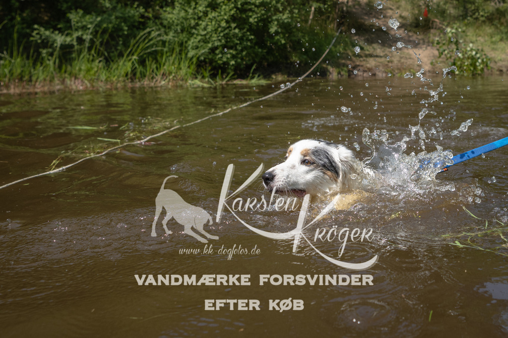 1324DKK994101 | kk-dogfotos