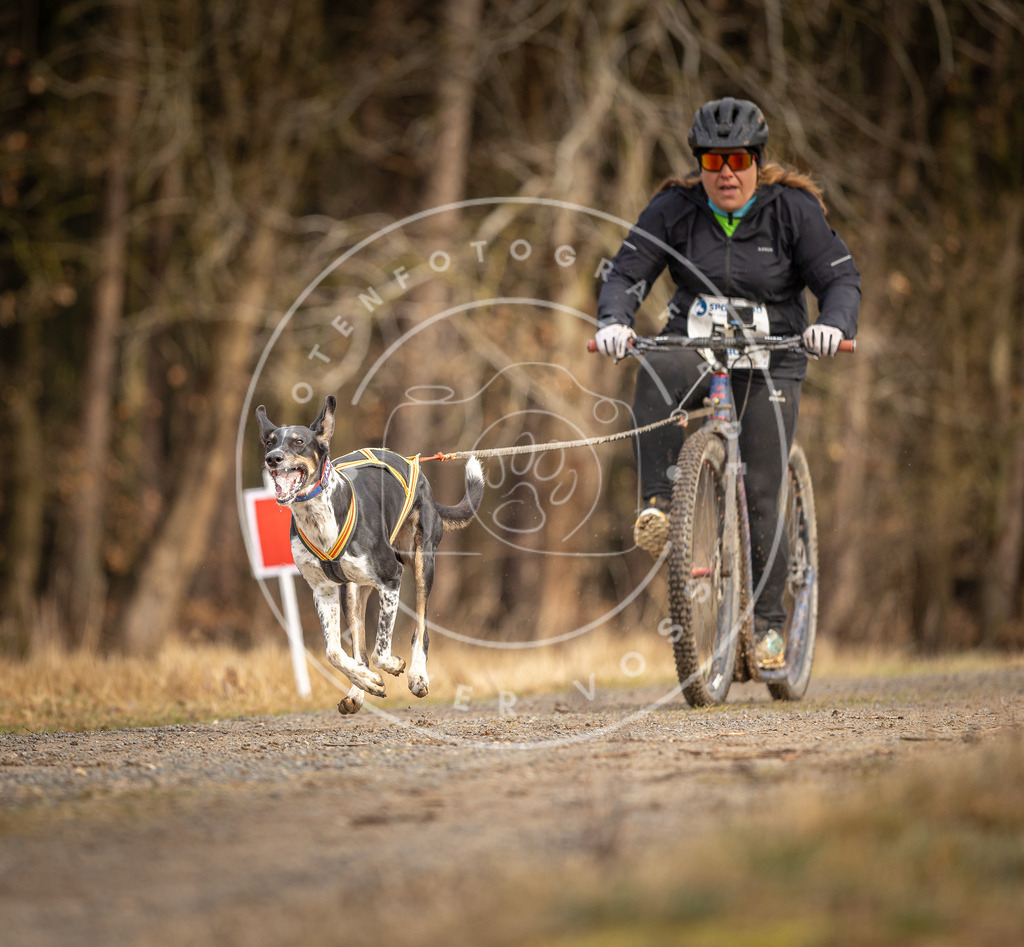 DV3A3435 | Hundefotografie, Tierfotograf, Pfotenfotografie, Fotoshooting Hund, Hunde Portrait, Hundesport, Hundeportraits, Heideshooting, Hunde, Sportfotograf, Hundefotograf, Turnierhundsport, THS,  - Realisiert mit Pictrs.com