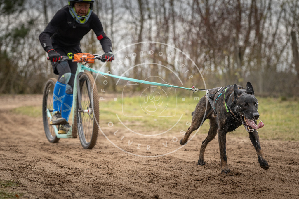 Pfotenfotografie_DV3A0041 | Hundefotografie, Tierfotograf, Pfotenfotografie, Fotoshooting Hund, Hunde Portrait, Hundesport, Hundeportraits, Heideshooting, Hunde, Sportfotograf, Hundefotograf, Turnierhundsport, THS,  - Realisiert mit Pictrs.com