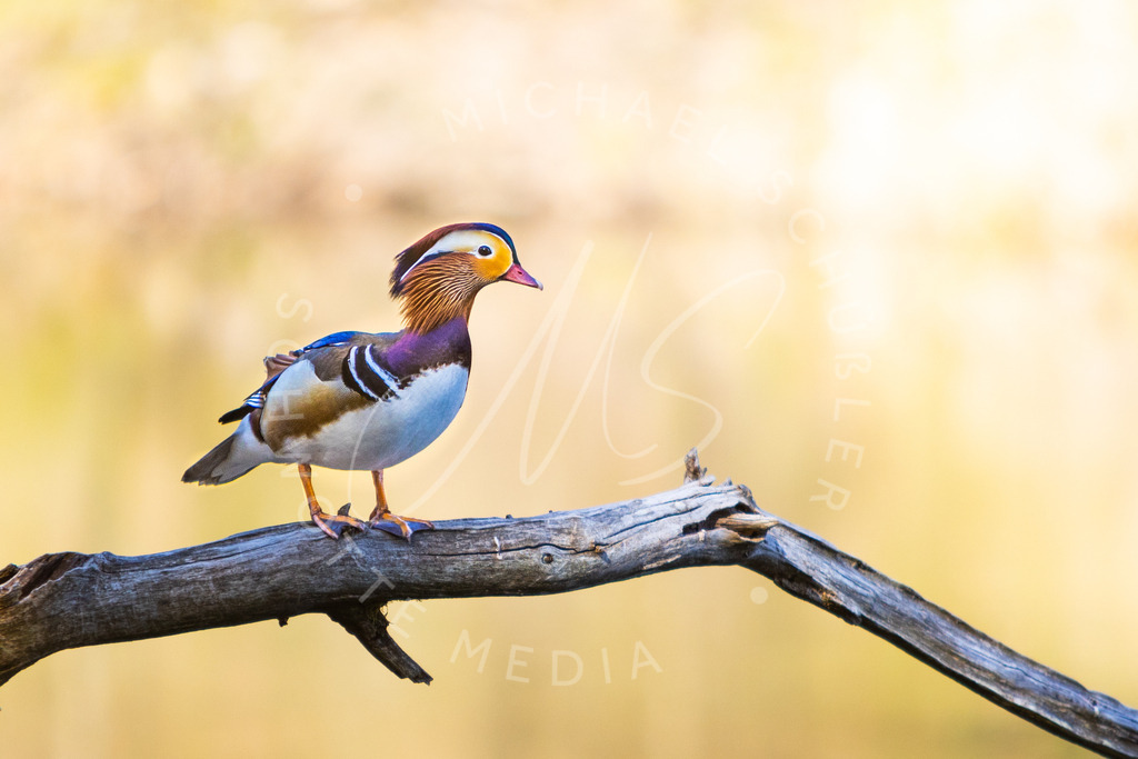 2021-04-26 Bärensee Tiere R5-26 | Mandarinente - Realisiert mit Pictrs.com