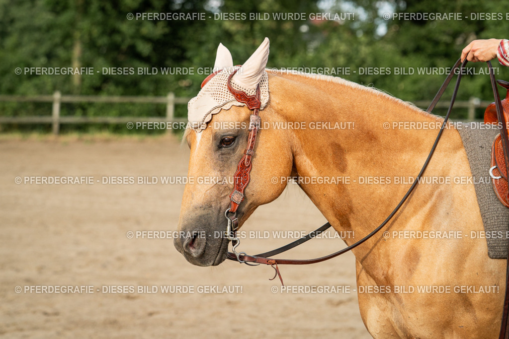 DSC06106 | Pferdegrafie