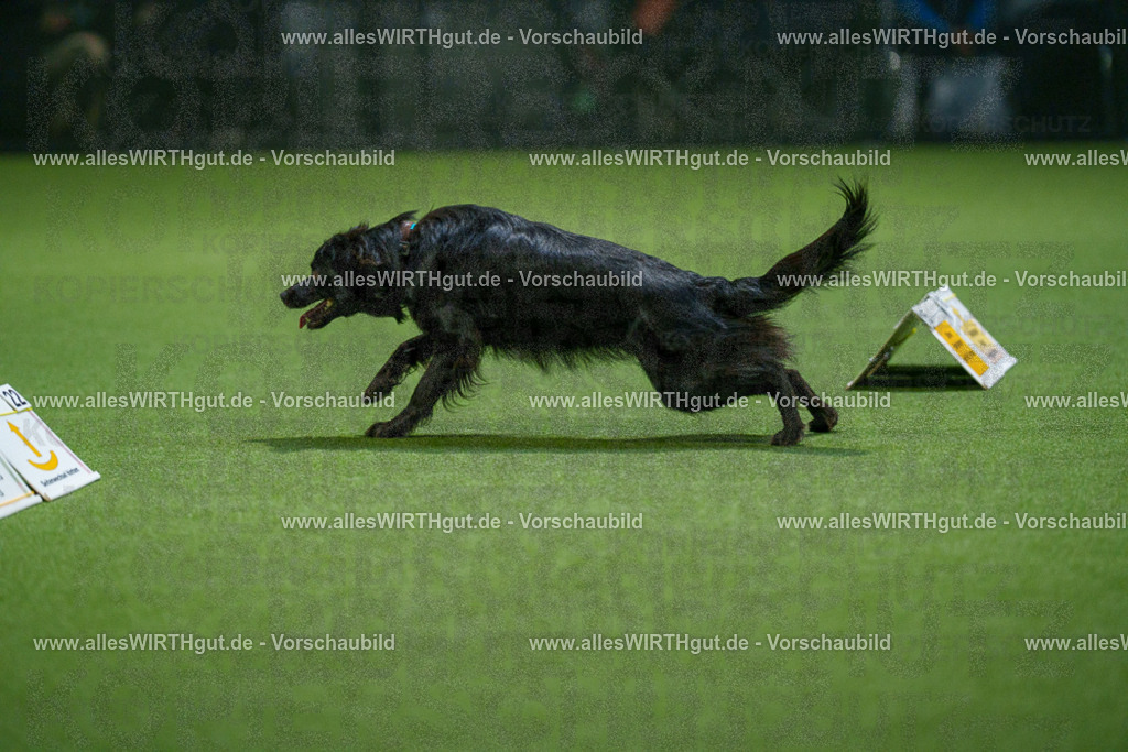 7R509995 | Professionelle Tierfotografie in Mönchengladbach von Daniel Wirth (allesWIRTHgut). Liebevolle & natürliche Bilder von Hunden & Katzen für unvergessliche Erinnerungen.