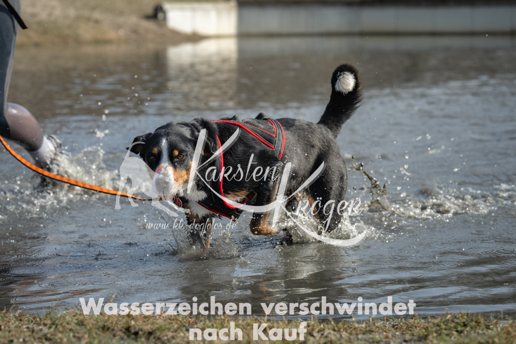 1243_ZZ91627 | kk-dogfotos