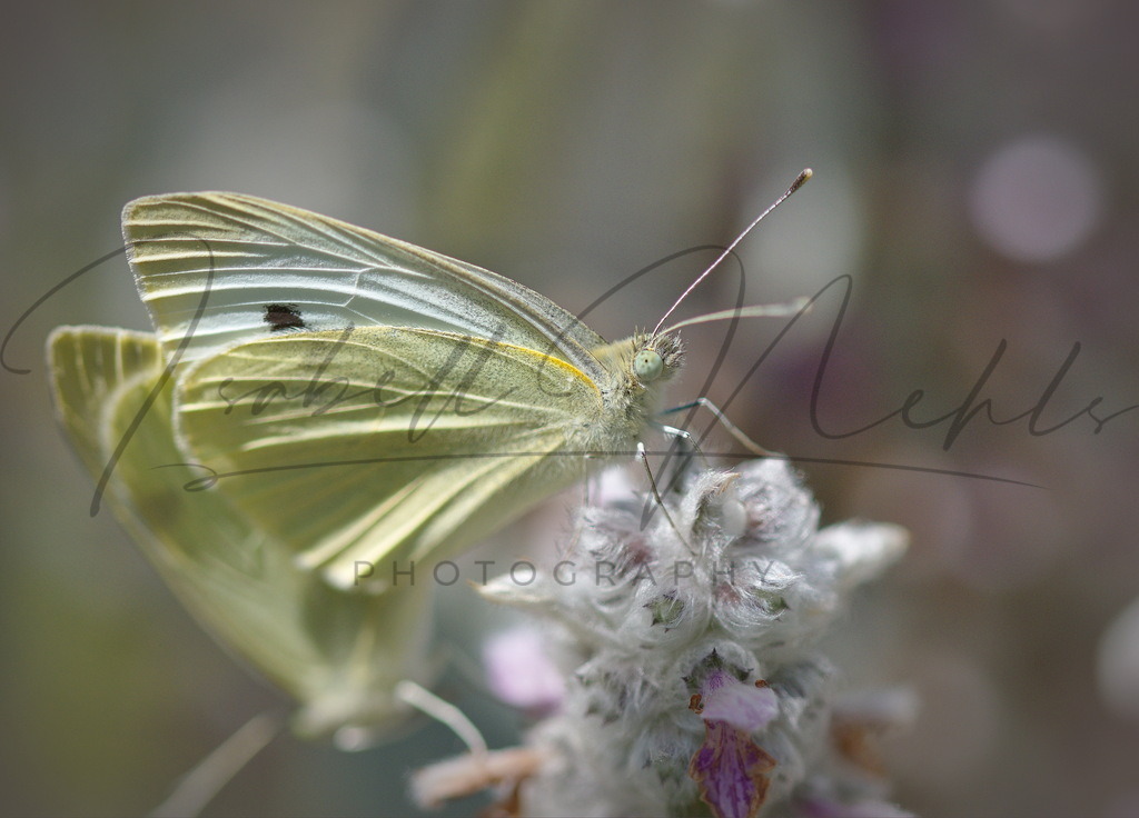 133_Schmetterling | i-n-photography - Realisiert mit Pictrs.com