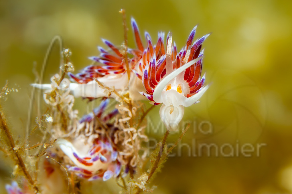 Cratena peregrina | Wanderfadenschnecke - Realisiert mit Pictrs.com
