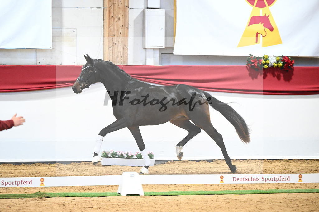 Kat-Nr. 61 Von Und Zu x Lauries Crusador xx_Berger_43232134 | hf-fotografie - Realisiert mit Pictrs.com