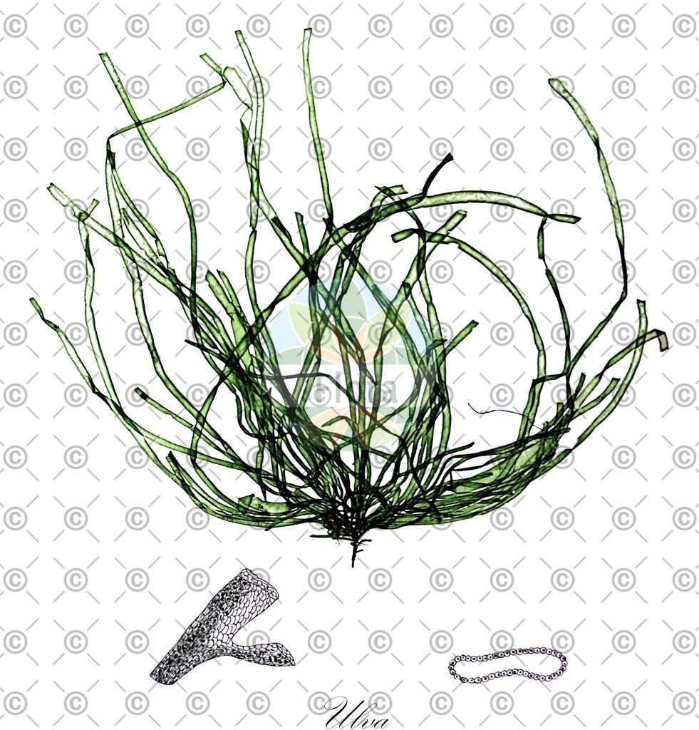 HistAbb_84QB_1_ENZY_Simple | Historische Abbildung von Ulva - Ulvaceae (0) | Historical Illustration of Ulva - Ulvaceae (0)