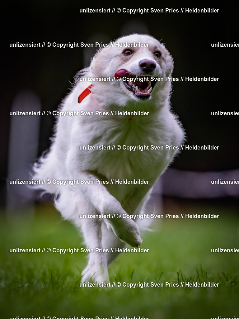 Sven Pries | 2024-10-19 - Hunderennen Ober-Grombach - Realisiert mit Pictrs.com