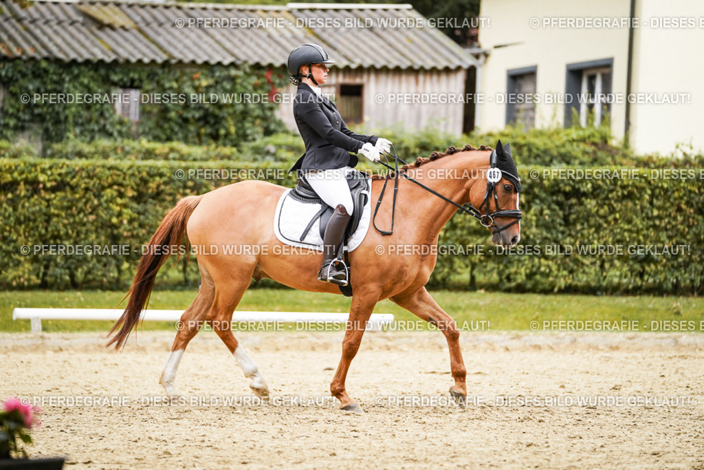 DSC08100 | Pferdegrafie