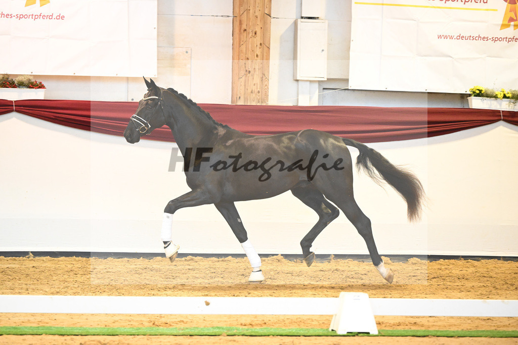 Kat-Nr. 65 v. De Niro Gold_Rohrmoser_66222277 | hf-fotografie - Realisiert mit Pictrs.com