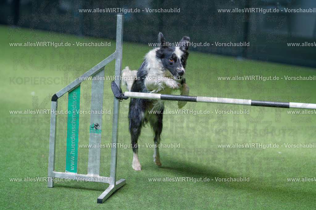 @allesWIRTHgut_Tierfotografie - www.allesWIRTHgut.de - 2604261400-7R503165 | Professionelle Tierfotografie in Mönchengladbach von Daniel Wirth (allesWIRTHgut). Liebevolle & natürliche Bilder von Hunden & Katzen für unvergessliche Erinnerungen.