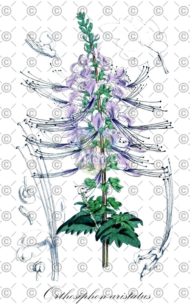 HistAbb_wfo-0001189077_1_ENZY_Simple | Historische Abbildung von Orthosiphon aristatus - Lamiaceae (Indischer Nierentee;Javateepflanze) | Historical Illustration of Orthosiphon aristatus - Lamiaceae