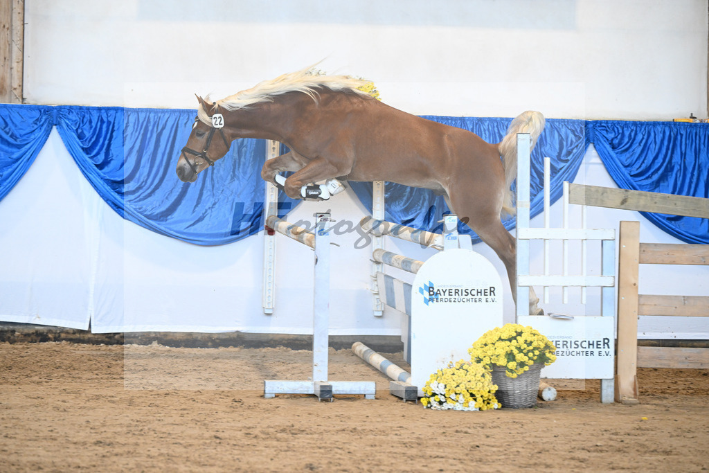 Kat-Nr. 22 Niolando v. Nio_Kirchberger_48250450 | hf-fotografie - Realisiert mit Pictrs.com