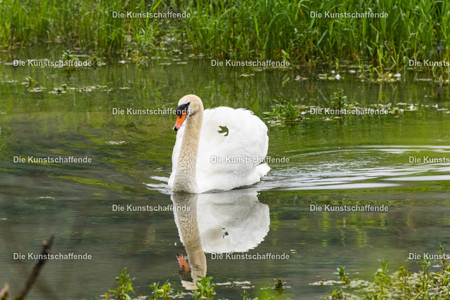Manuela Strombach-Gauss-1389 | Kunstdruck-Postkarten von, analog und digital, handgemalten Postkarten und Bildern.
Außerdem Fotoprodukte in verschiedenen Ausführungen.
 - Realisiert mit Pictrs.com