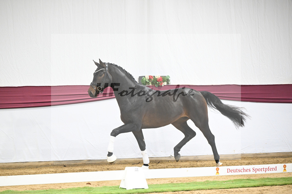 Kat-Nr. 66 Feliciano x Fidertanz_Franz Winklmaier_47252500 | hf-fotografie - Realisiert mit Pictrs.com