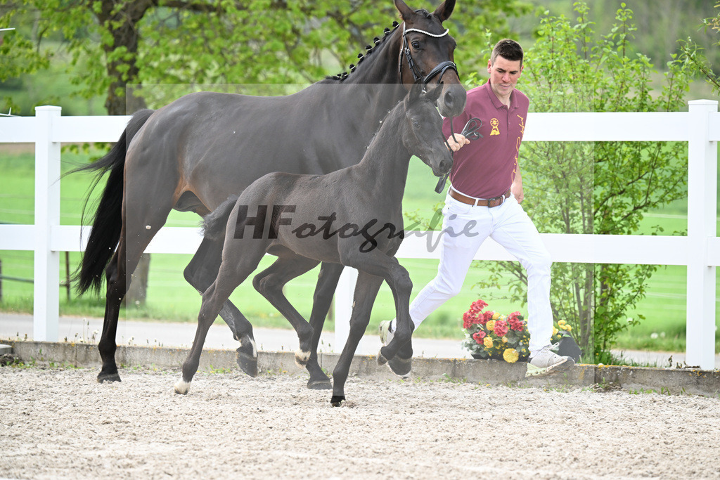 Kat-Nr. 1 SF St. Emilion x Rubin Royal_Gruber_23260041 | hf-fotografie - Realisiert mit Pictrs.com