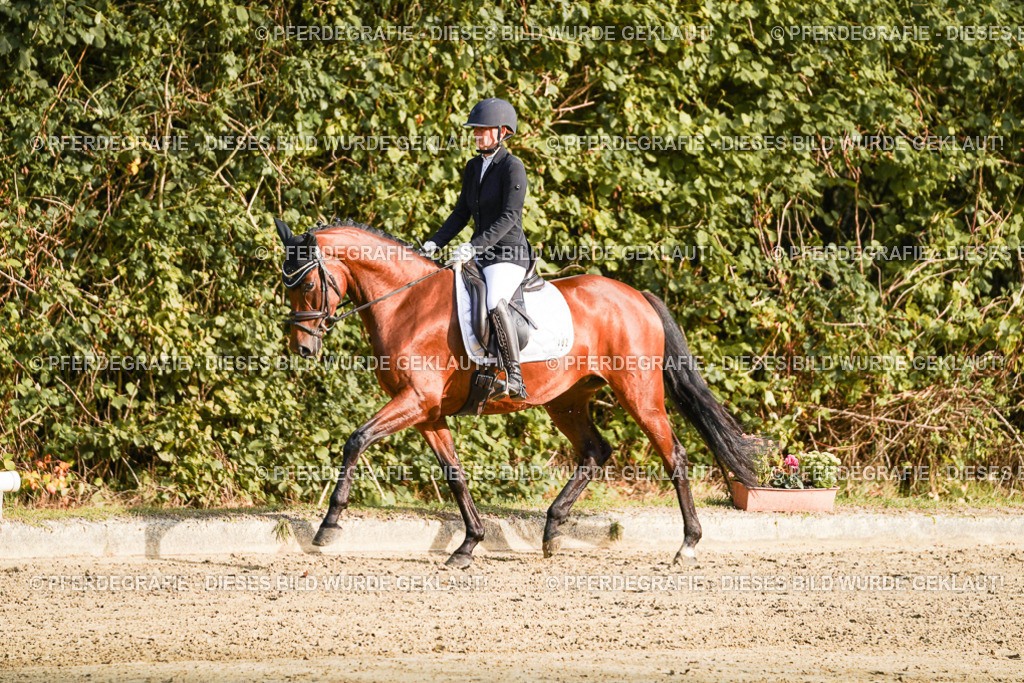 DSC04778 | Pferdegrafie