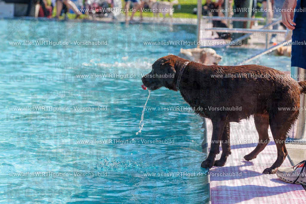 allesWIRTHgut Tierfotografie - allesWIRTHgut.de - FAY00558 | Professionelle Tierfotografie in Mönchengladbach von Daniel Wirth (allesWIRTHgut). Liebevolle & natürliche Bilder von Hunden & Katzen für unvergessliche Erinnerungen.