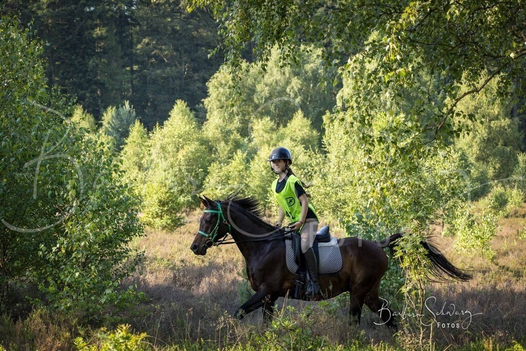 WehlenerHeide_2026-06-27_60 | Stimmungsvolle Fotografie von Pferden, fotografische Begleitung von Veranstaltungen, Golfturnieren und Distanzritten - Realisiert mit Pictrs.com