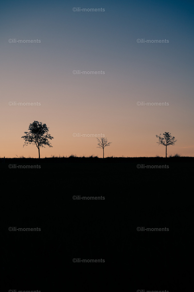Unterschiedlichkeit 2 | Im Hochformat zeigen unterschiedliche Bäume – groß, klein, dick, dünn – ihre Vielfalt, vereint unter einem gemeinsamen Sonnenuntergang. Dieses kraftvolle Bild symbolisiert Harmonie in der Vielfalt – ideal als Kunstdruck für besondere Räume. - Realisiert mit Pictrs.com
