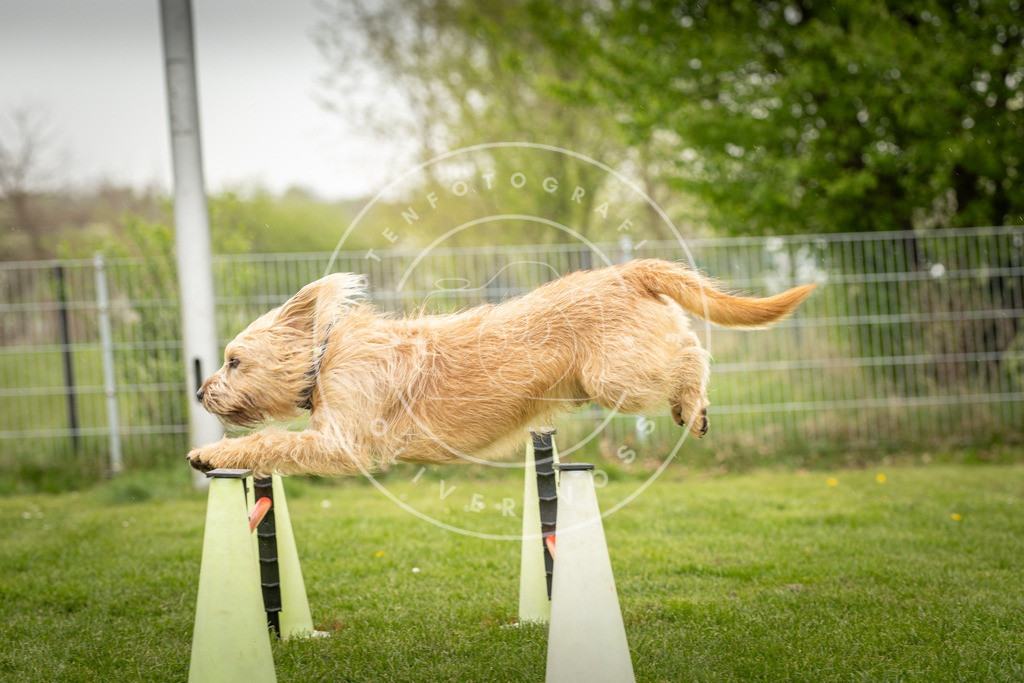Pfotenfotografie_DV3A3220 | Hundefotografie, Tierfotograf, Pfotenfotografie, Fotoshooting Hund, Hunde Portrait, Hundesport, Hundeportraits, Heideshooting, Hunde, Sportfotograf, Hundefotograf, Turnierhundsport, THS,  - Realisiert mit Pictrs.com