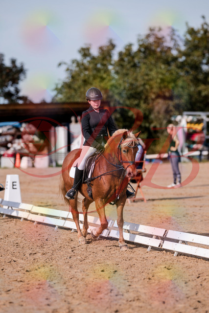 2026_10_03_Siefer-Hof_122041_Z81_20884229 | Professionelle Reitsport-, Turnier- und Eventfotografie von Robert Broda. Galerien mit ausgewählten und bearbeiteten Bildern direkt online ansehen und bestellen.