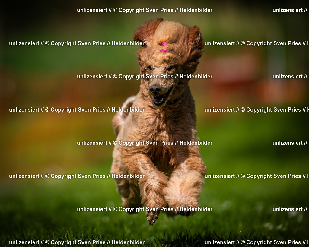 Sven Pries | 2025-04-13 - Hunderennen Baden-Baden - Realisiert mit Pictrs.com