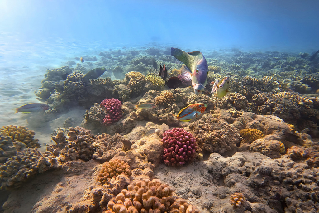 Farbenprächtiges Korallenriff | Rotes Meer | Premium-Wandbild von justsomewhere.com: Eine lebendige Unterwasseraufnahme eines intakten Korallenriffs im Roten Meer in Ägypten mit neugierigen Besenprachtlippfischen und farbenfrohen Korallen im sonnendurchfluteten Wasser. - Realisiert mit Pictrs.com
