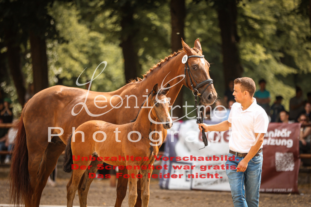 SaFohlen00092 | Leoni Ertmer Photography - Realisiert mit Pictrs.com