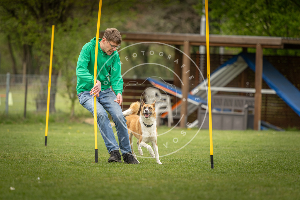 Pfotenfotografie_DV3A2098 | Hundefotografie, Tierfotograf, Pfotenfotografie, Fotoshooting Hund, Hunde Portrait, Hundesport, Hundeportraits, Heideshooting, Hunde, Sportfotograf, Hundefotograf, Turnierhundsport, THS,  - Realisiert mit Pictrs.com