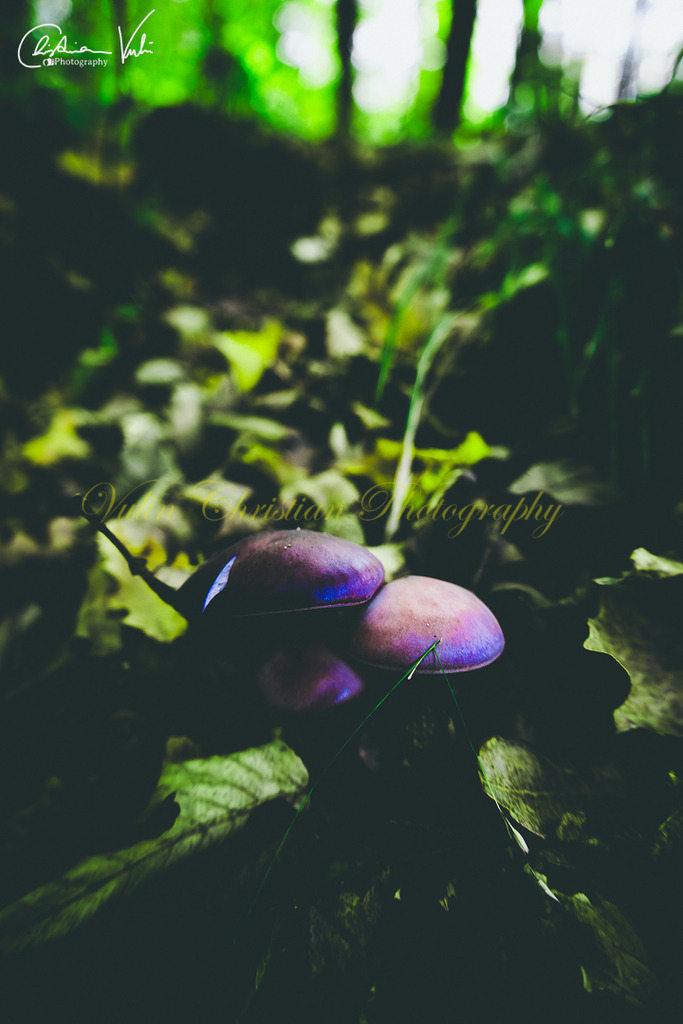 WD 8 | Christian Vulin  - Realisiert mit Pictrs.com