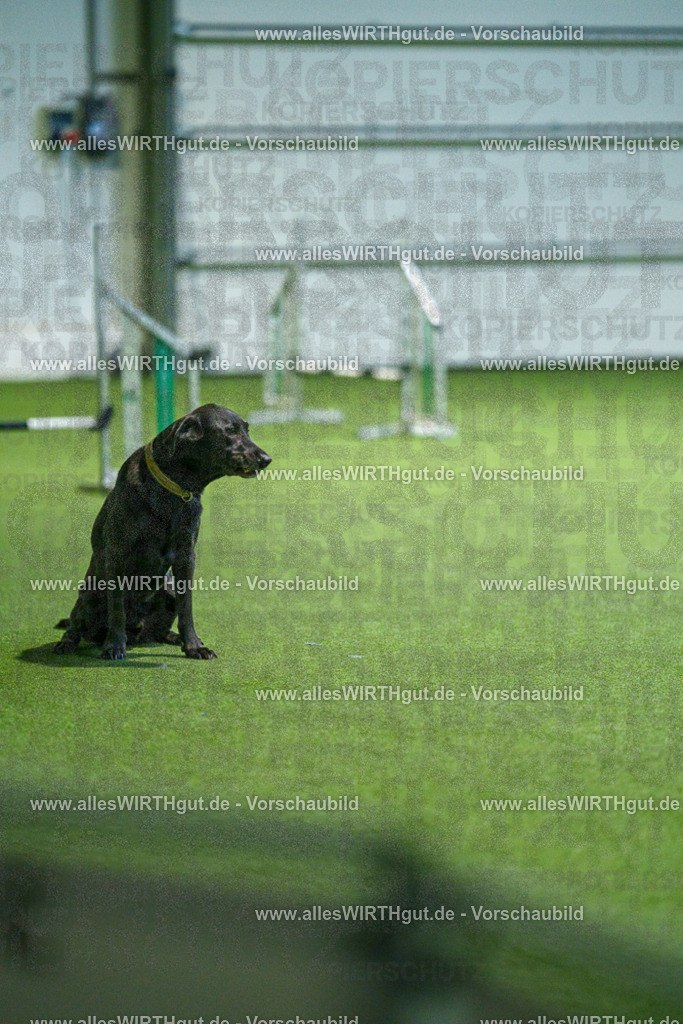 7R507053 | Professionelle Tierfotografie in Mönchengladbach von Daniel Wirth (allesWIRTHgut). Liebevolle & natürliche Bilder von Hunden & Katzen für unvergessliche Erinnerungen.