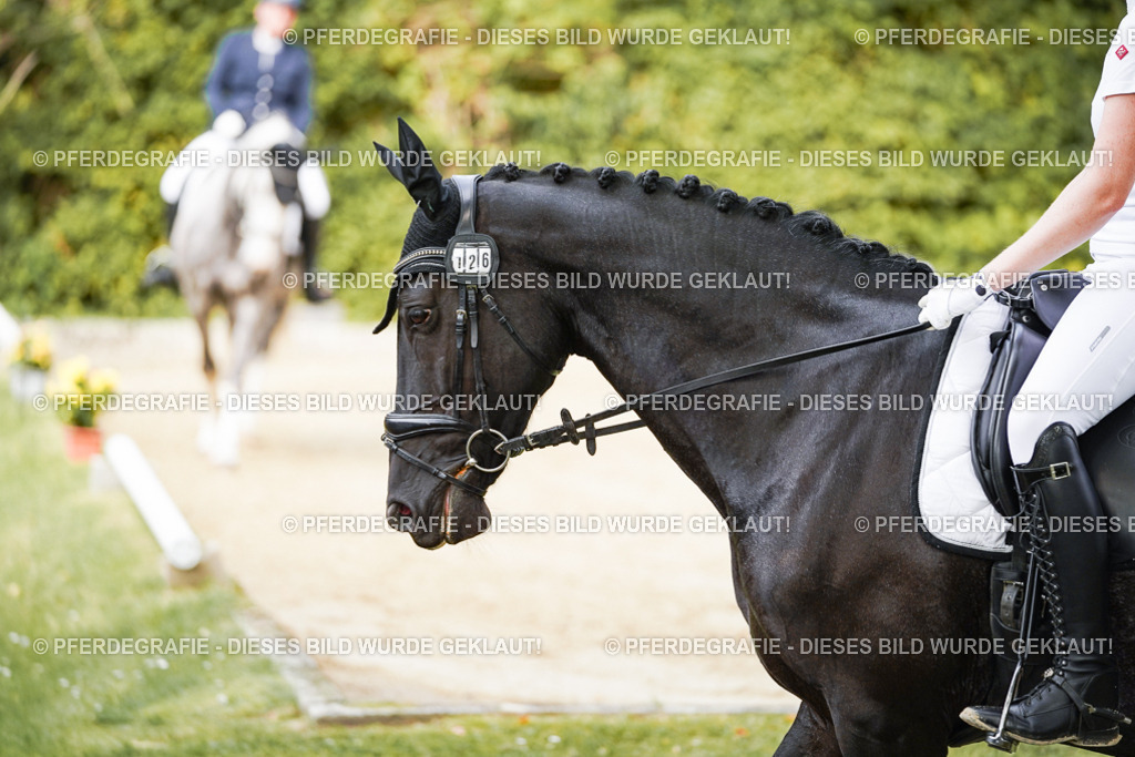 DSC01455 | Pferdegrafie